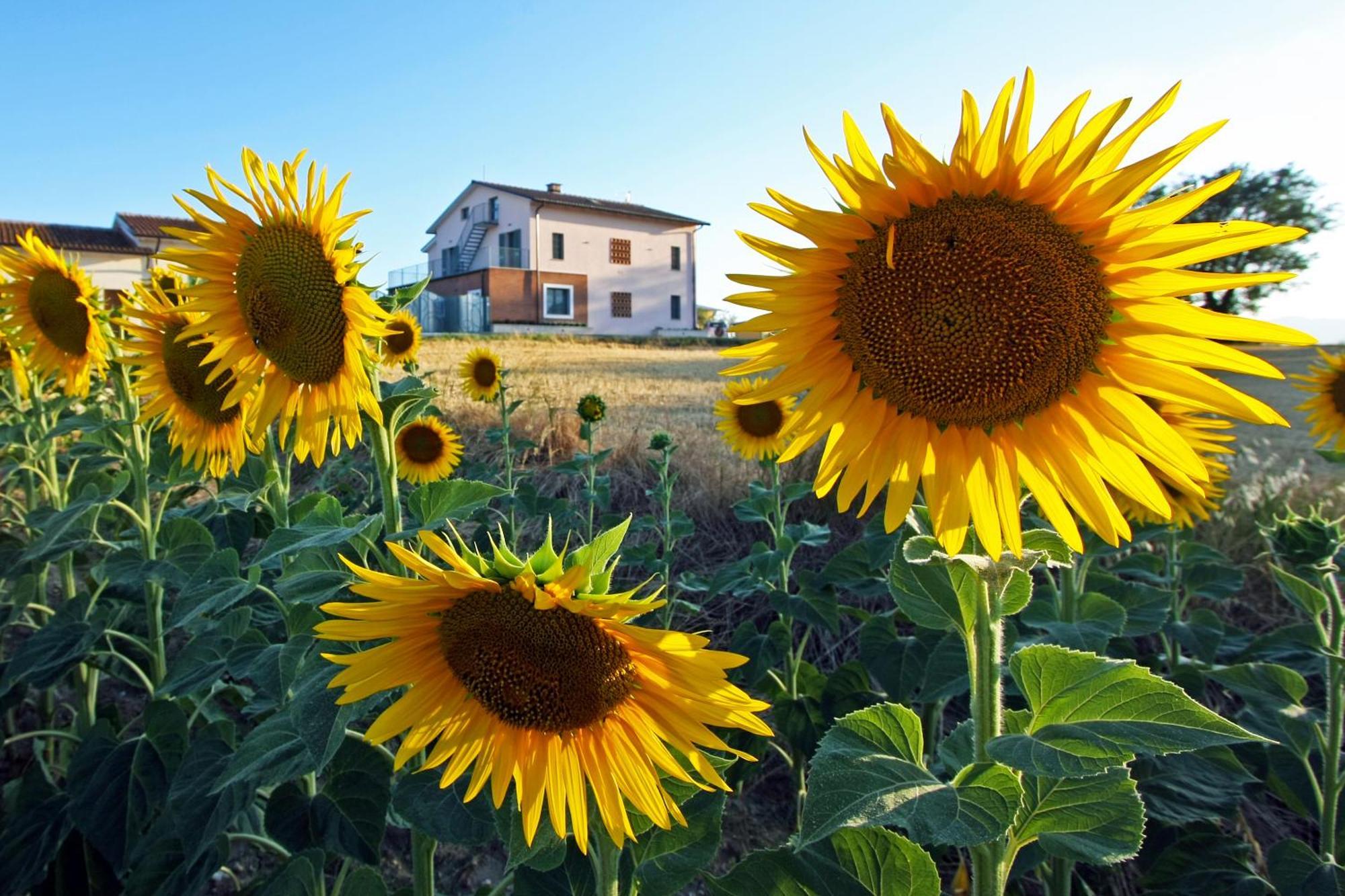 La Collina Del Girasole Villa Montecastrilli Екстериор снимка